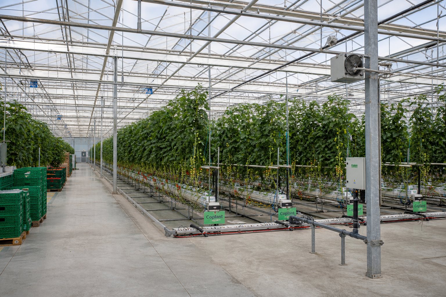 Large Vegetable Greenhouse Planning: What Commercial Growers Need to Know