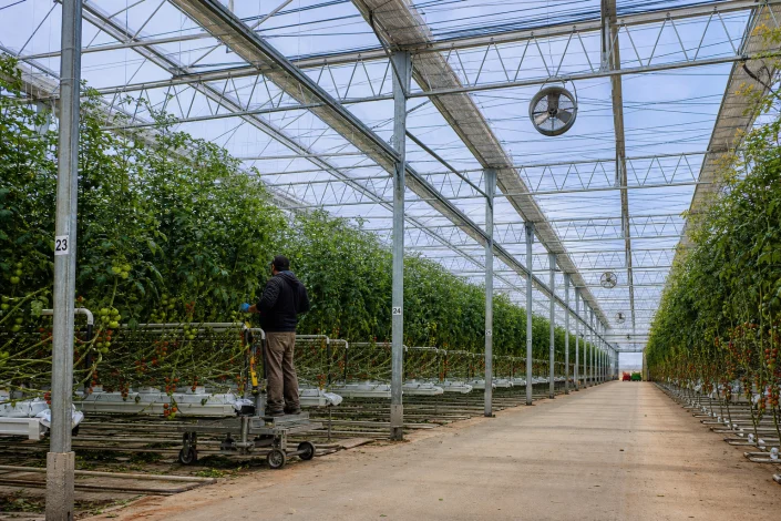Worker using a pipe-rail trolley among high-wire tomato rows inside a commercial greenhouse